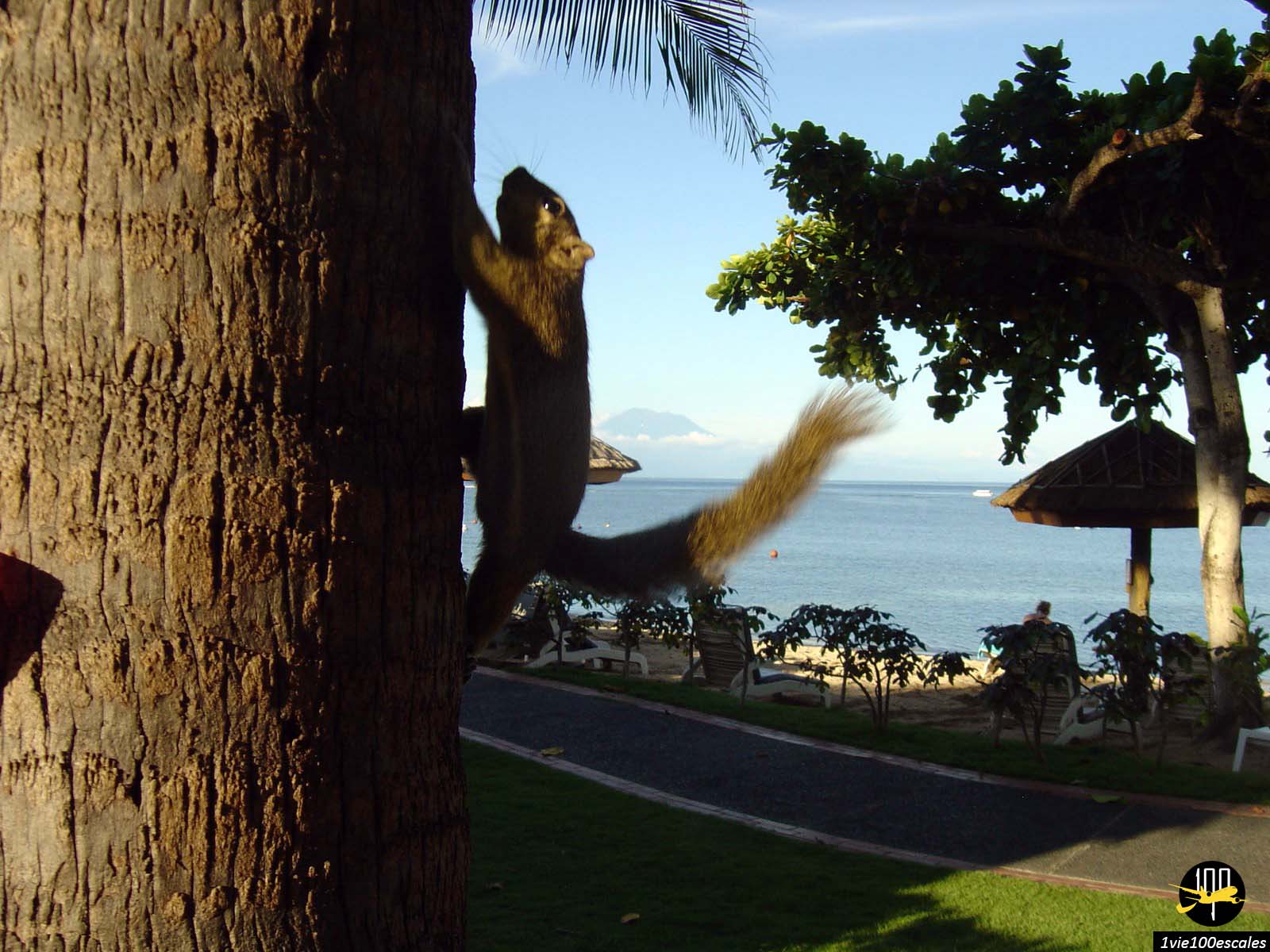 Un écureuil montant dans un arbre sur la plage de Nusa Dua à Bali