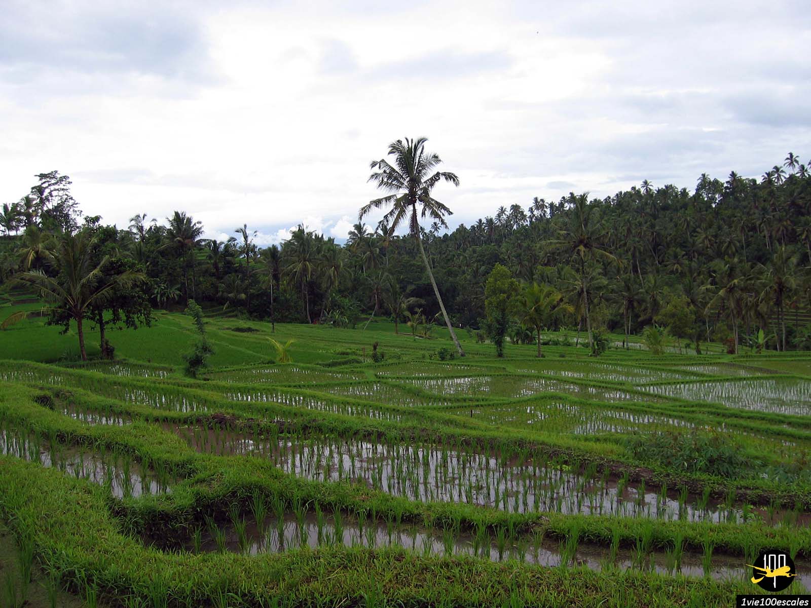 Les rizières en terrasse dans la forêt aux alentours de Ubud à Bali