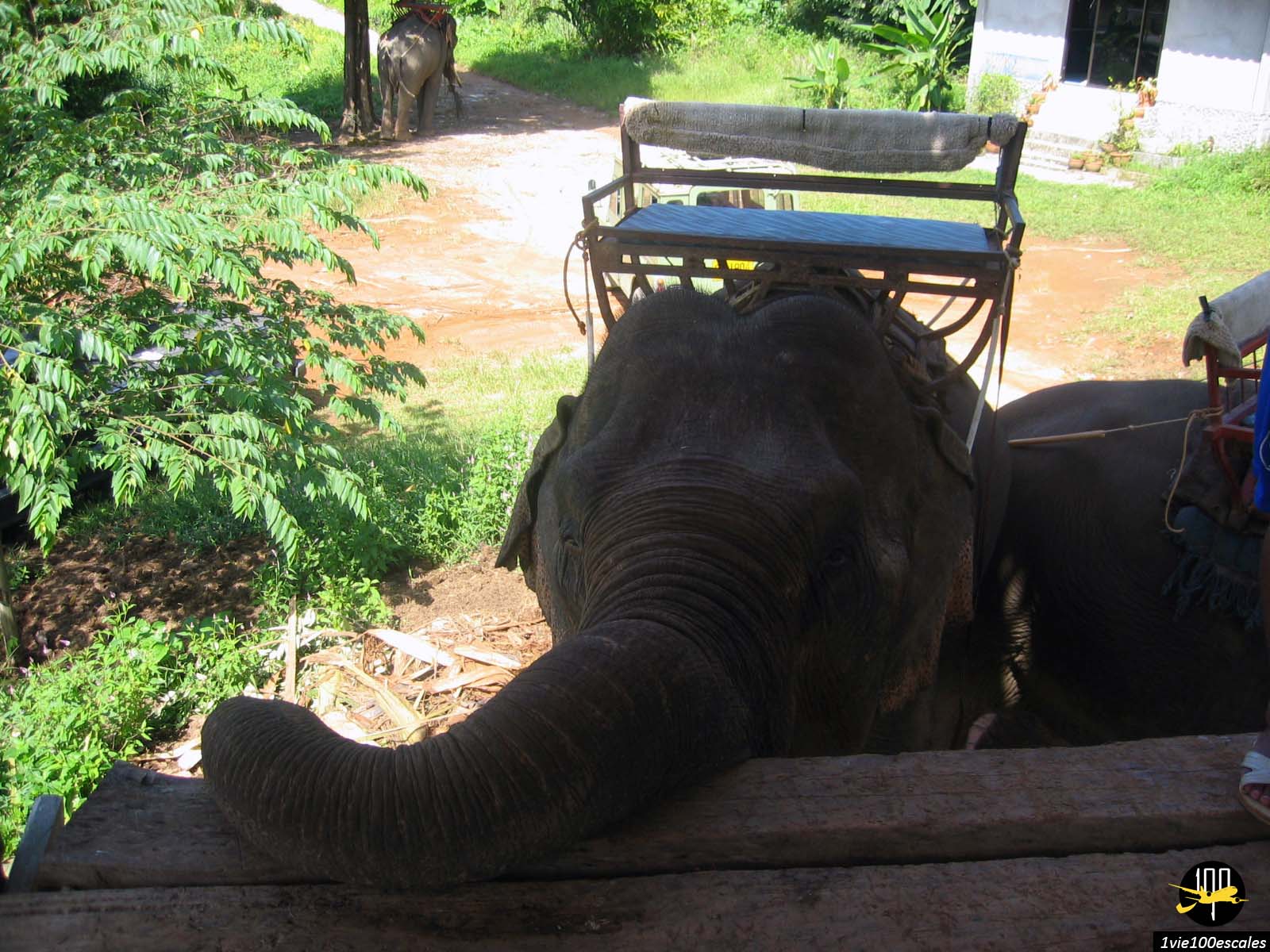 Balade à dos d’éléphant à Khao Lak en Thaïlande