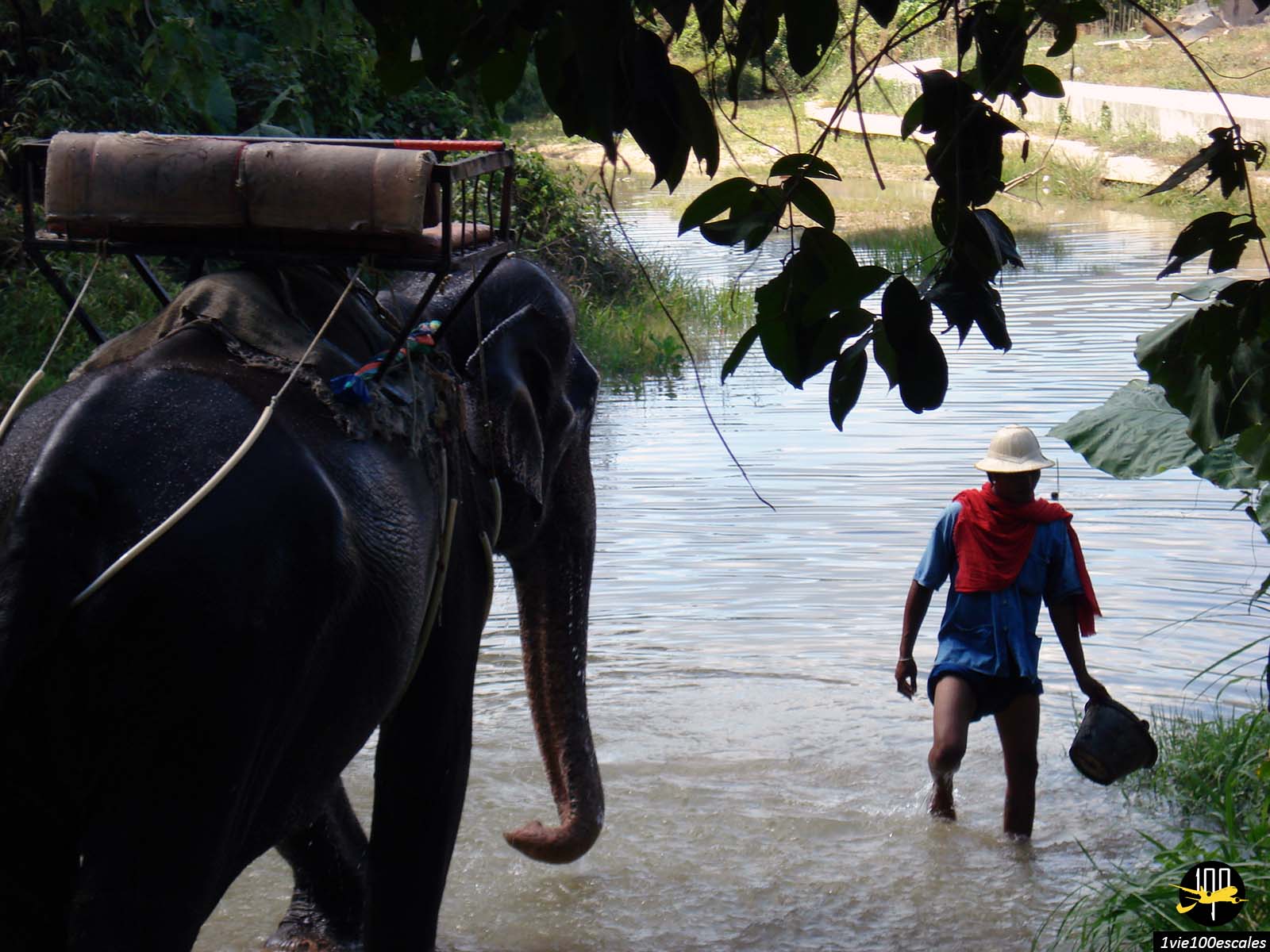 La baignade d'un éléphant dans un fleuve de Phuket en Thaïlande