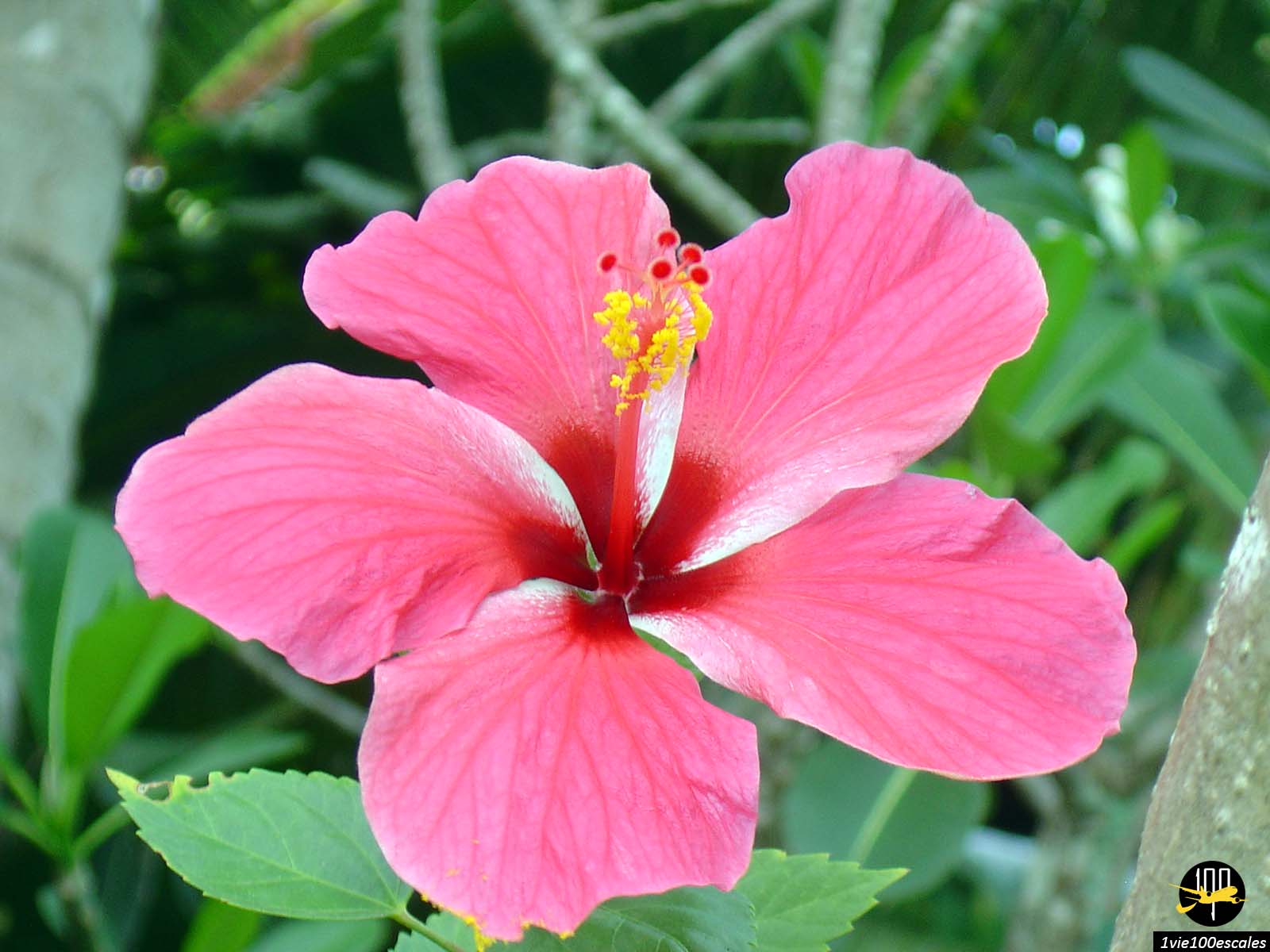 La fleur d'hibiscus rose en Thaïlande