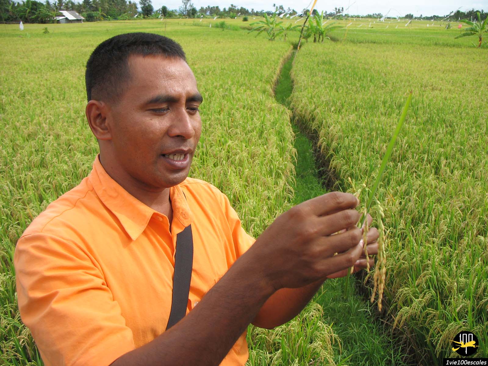 Un guide francophone balinais expliquant la culture du riz dans les rizières d'Ubud
