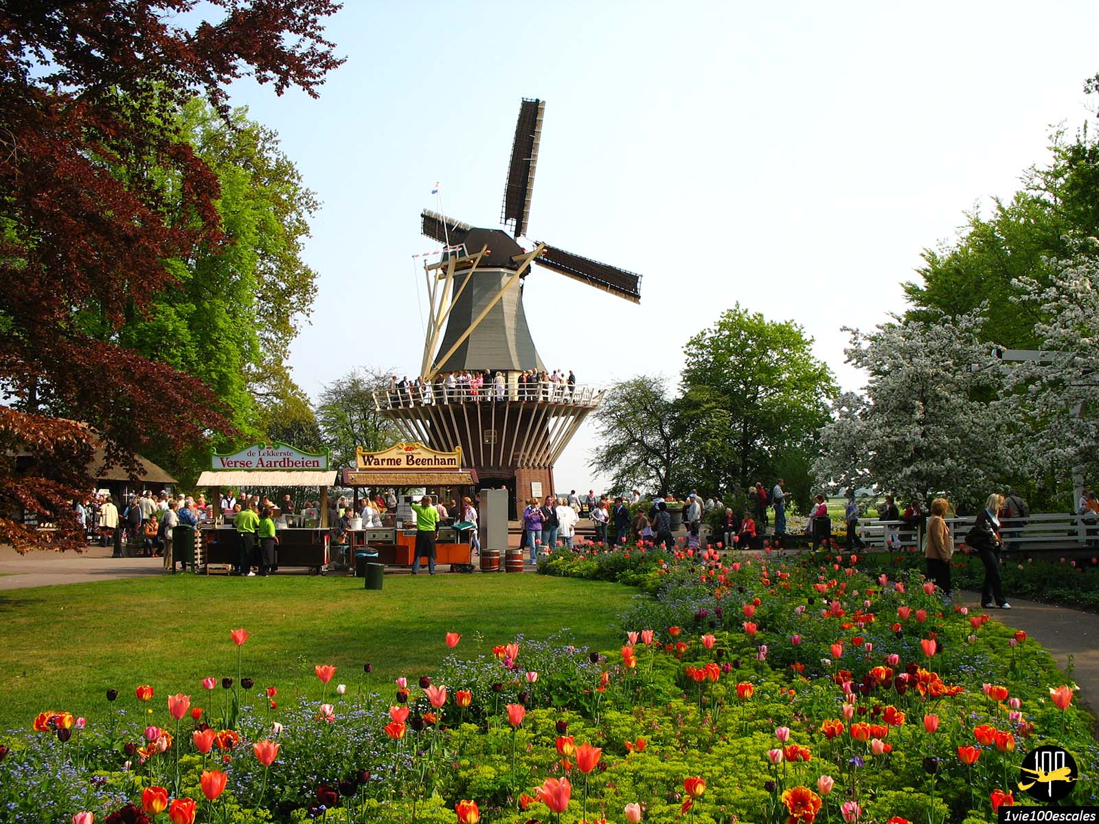 Le moulin à vent entouré de tulipes dans le parc du Keukenhof à Lisse près de Amsterdam