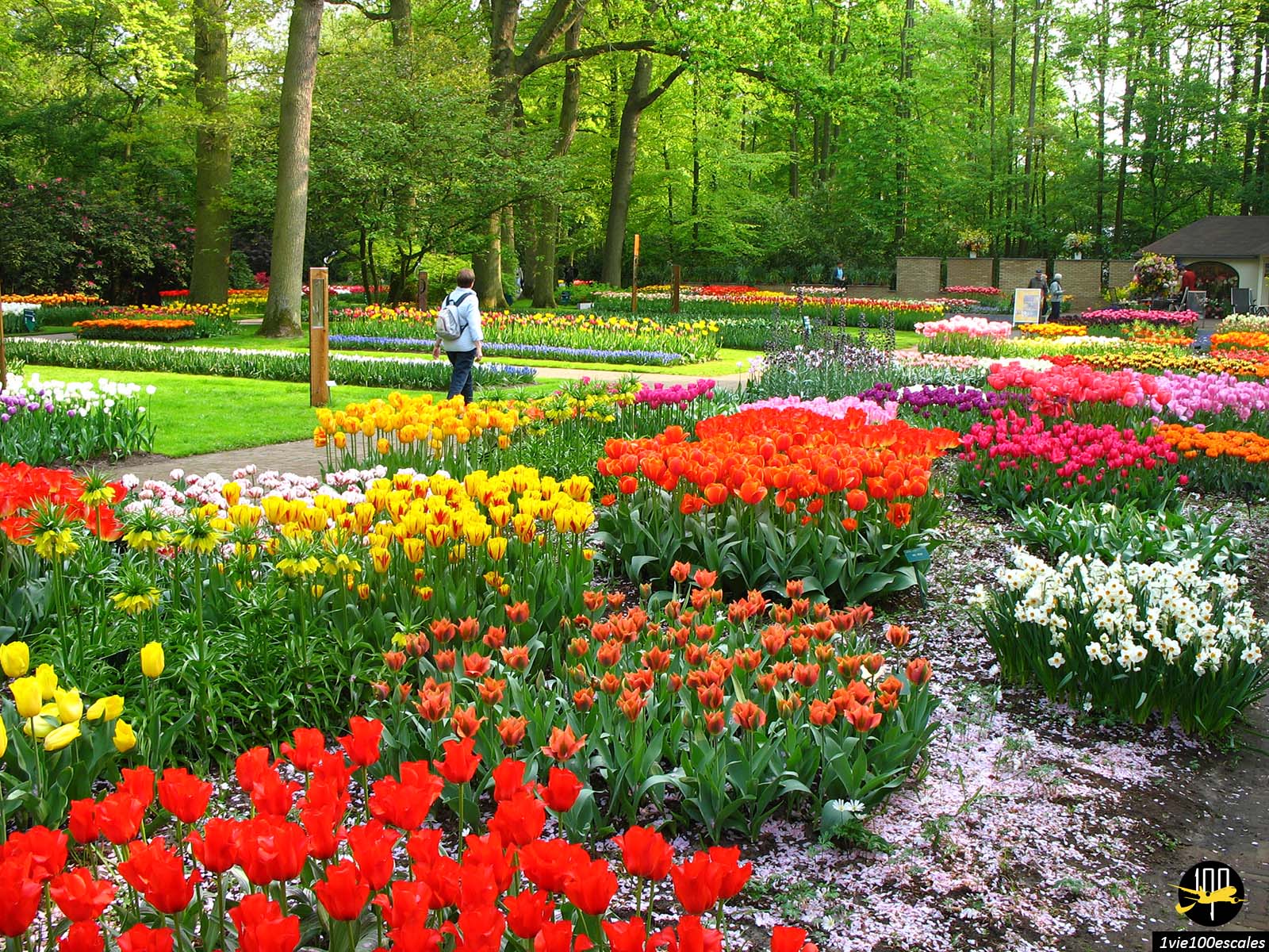 Balade printanière au parc floral du Keukenhof à Amsterdam aux Pays-Bas