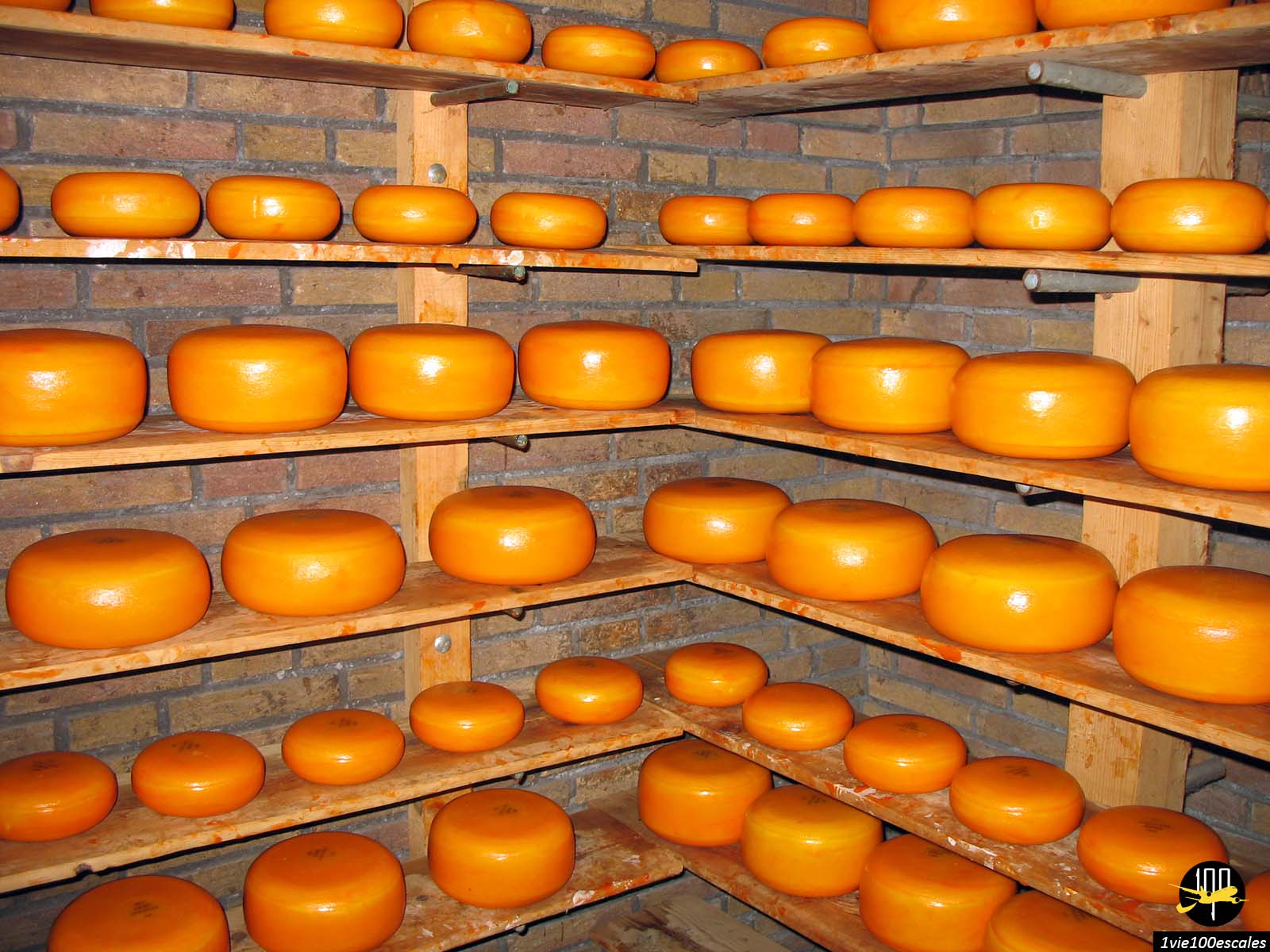 Le gouda dans une ferme de fromages de Zaanse schans près de Amsterdam