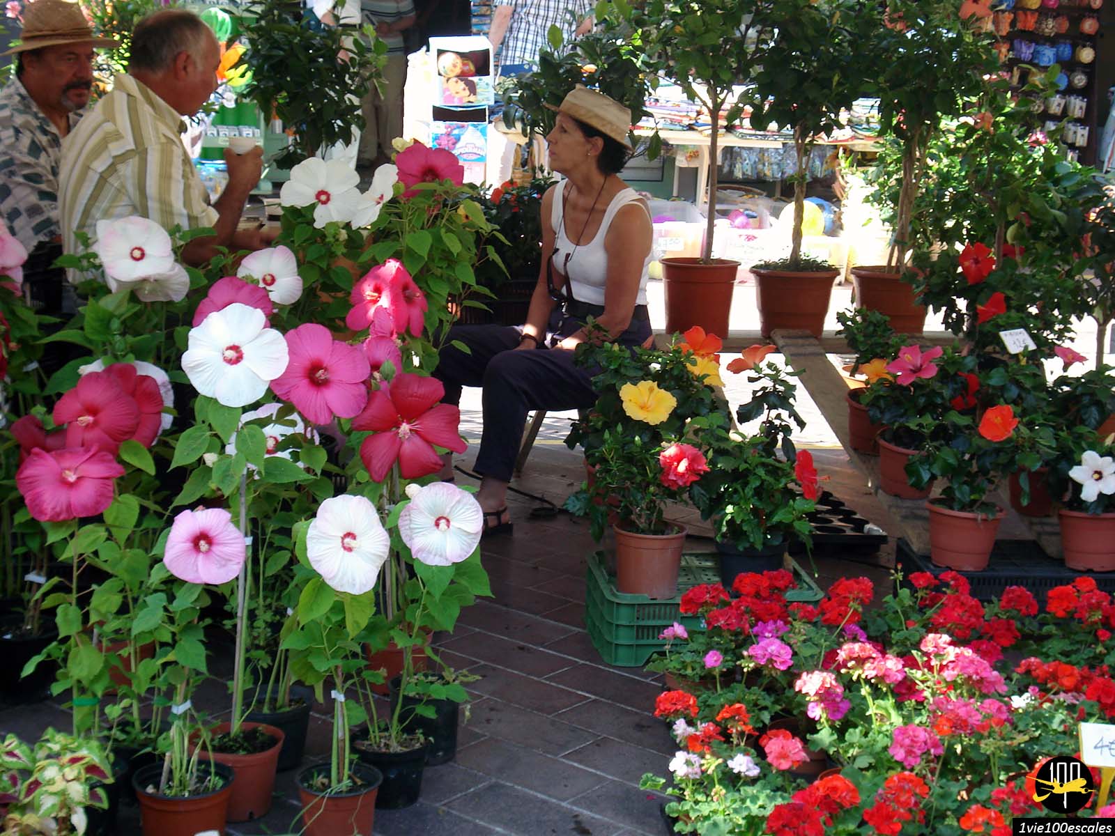 Les échoppes fleurie du marché aux fleurs sur le Cours Saleya de Nice