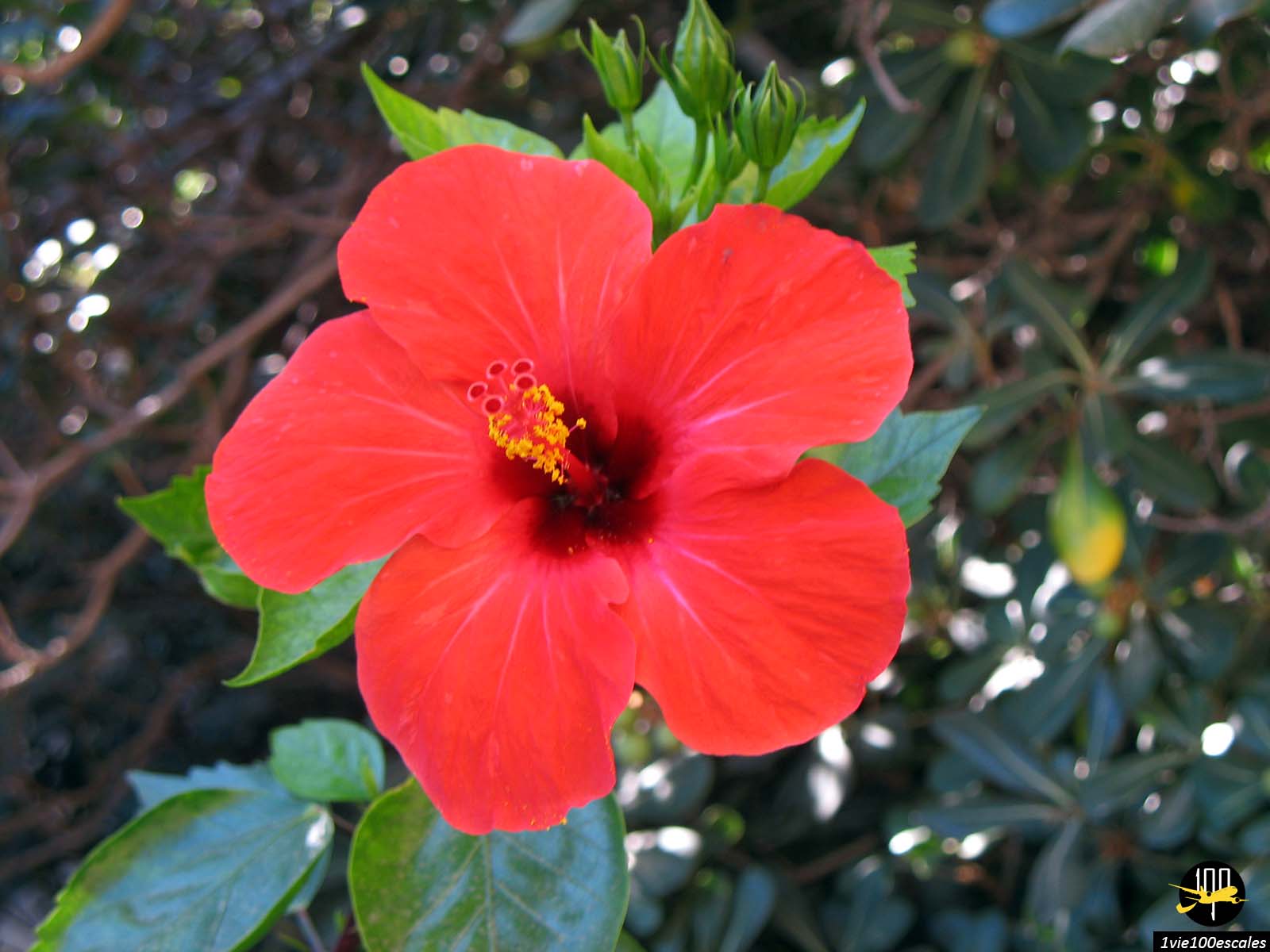 Fleur d'hibiscus rouge dans le jardin près du port de Malaga