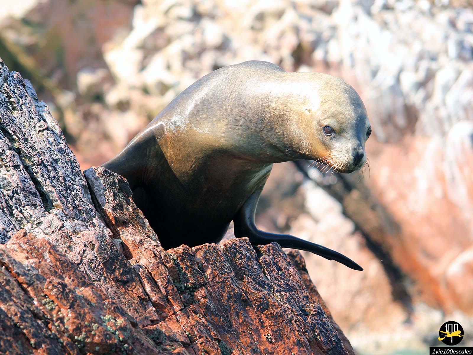 La Réserve nationale de Paracas protège la faune du littoral maritime, bien représentée avec 216 espèces d'oiseaux, 36 de mammifères et 168 de poissons