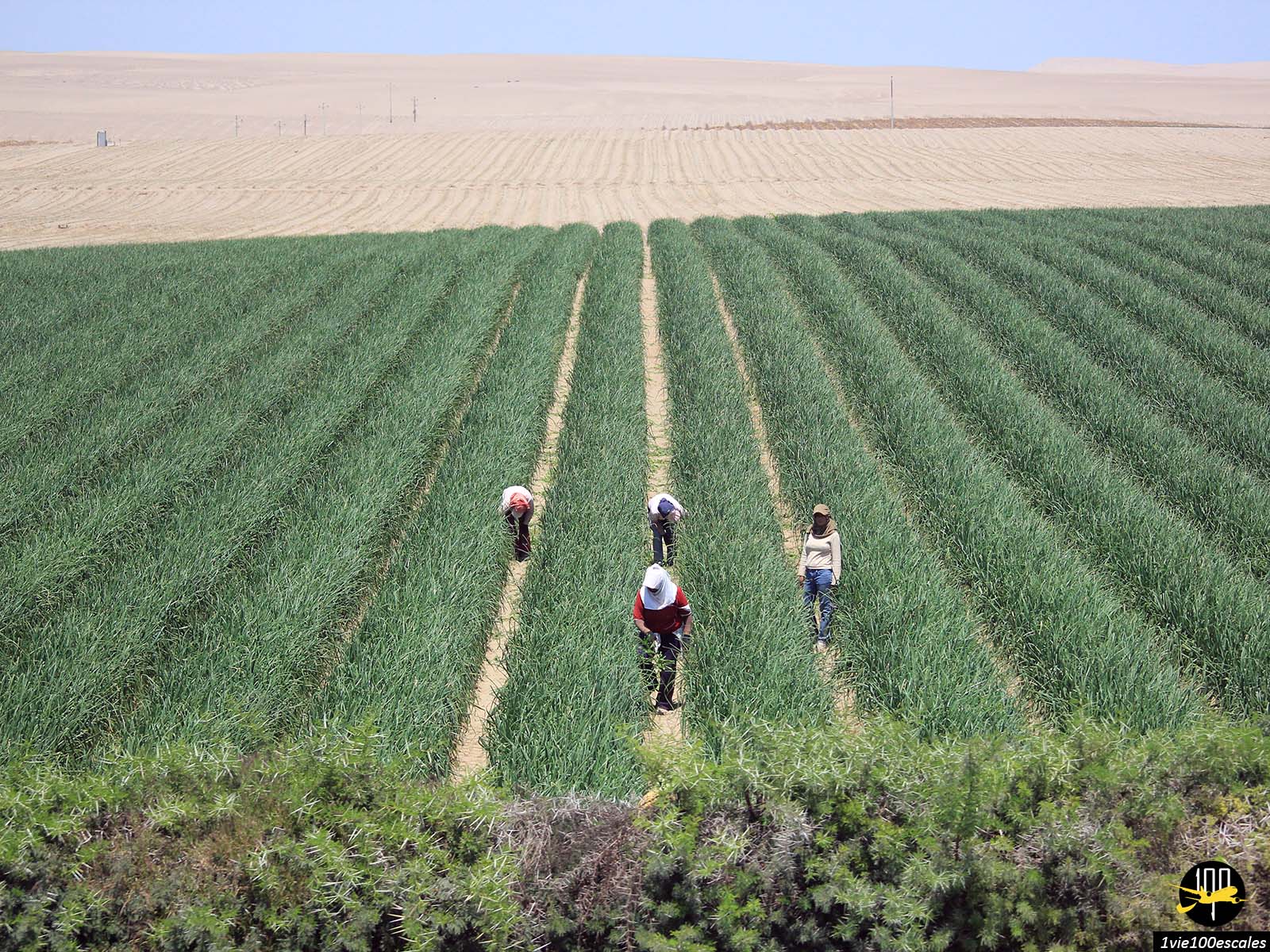 Des travailleuses agricoles dans la campagne péruvienne près de Ica