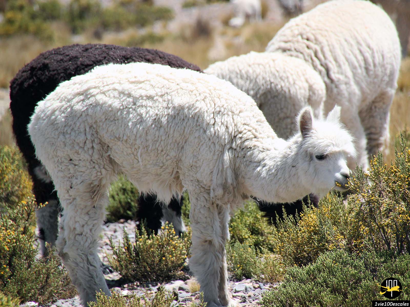 L'altiplano est située entre 3600m et 5000m d'altitude.C'est la zone où vivent les lamas, alpagas et vigognes