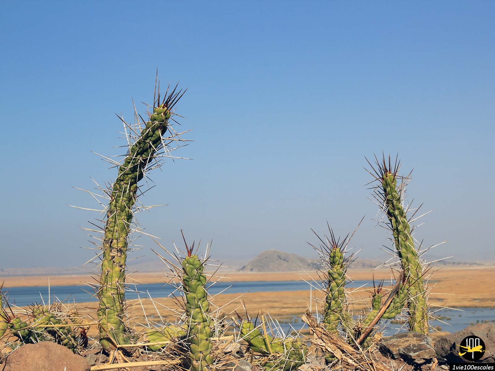 Petits cactus sauvages au bord du lac Titicaca au Pérou