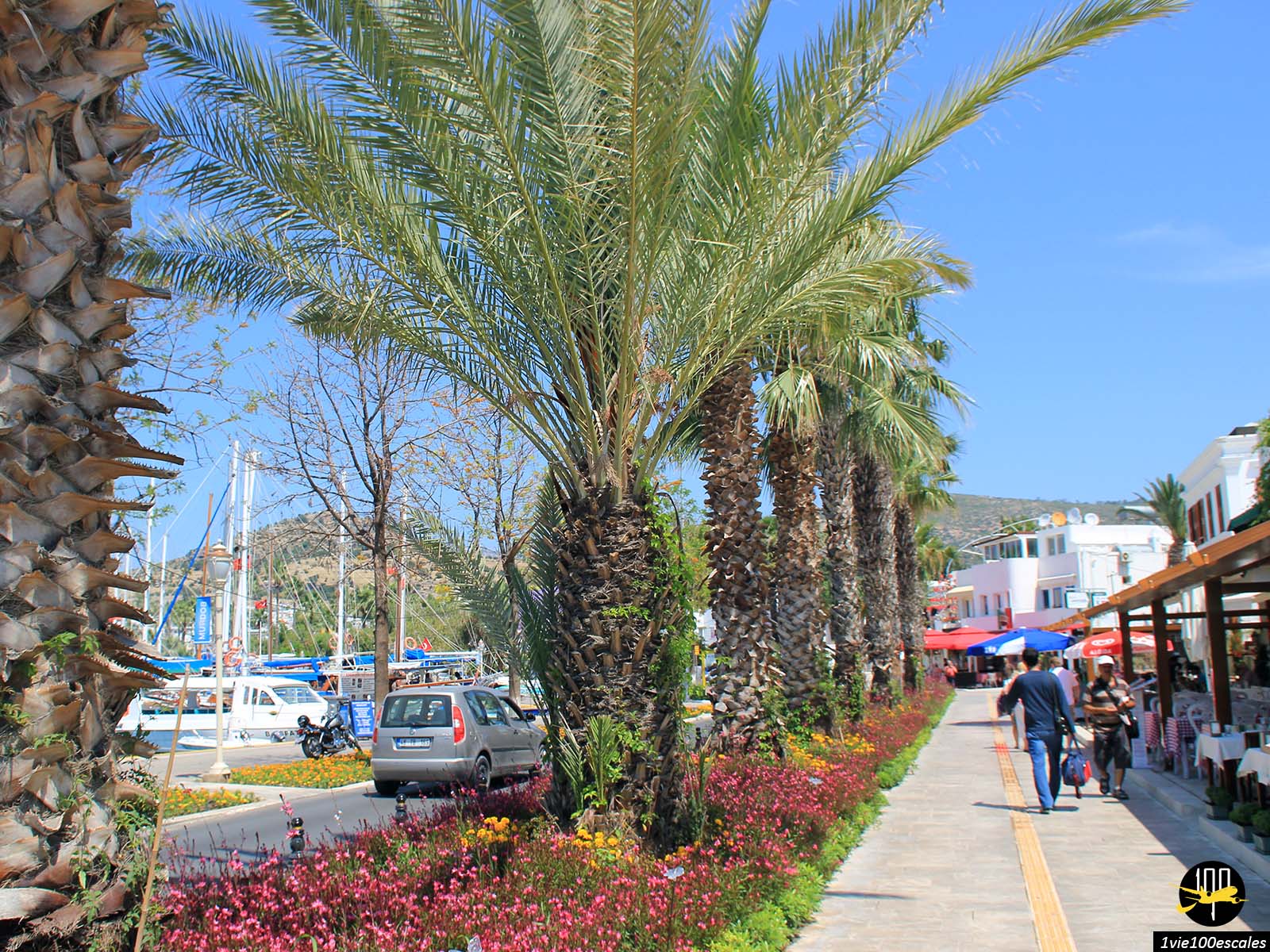 Les palmiers qui longent le port de Bodrum en Turquie