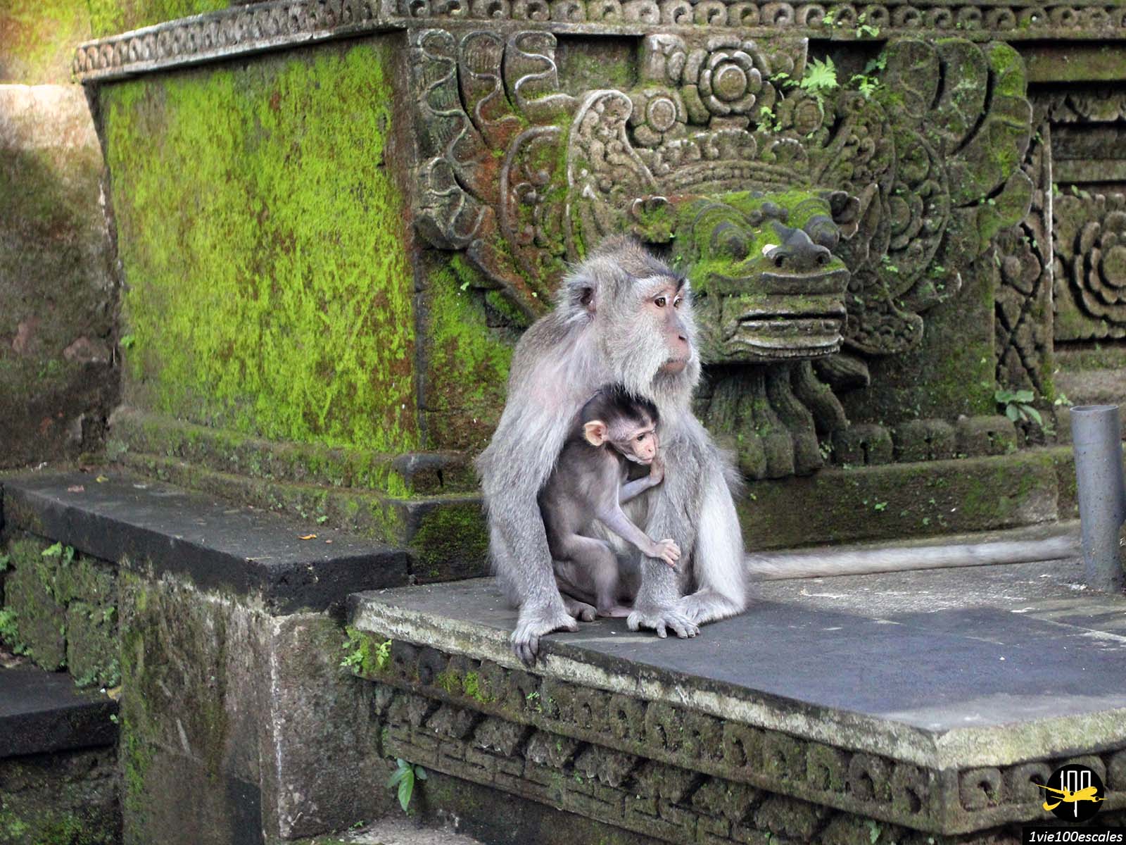 La Monkey Forest d'Ubud est une réserve naturelle située à Ubud (Bali). Elle abrite plus de 600 macaques crabiers