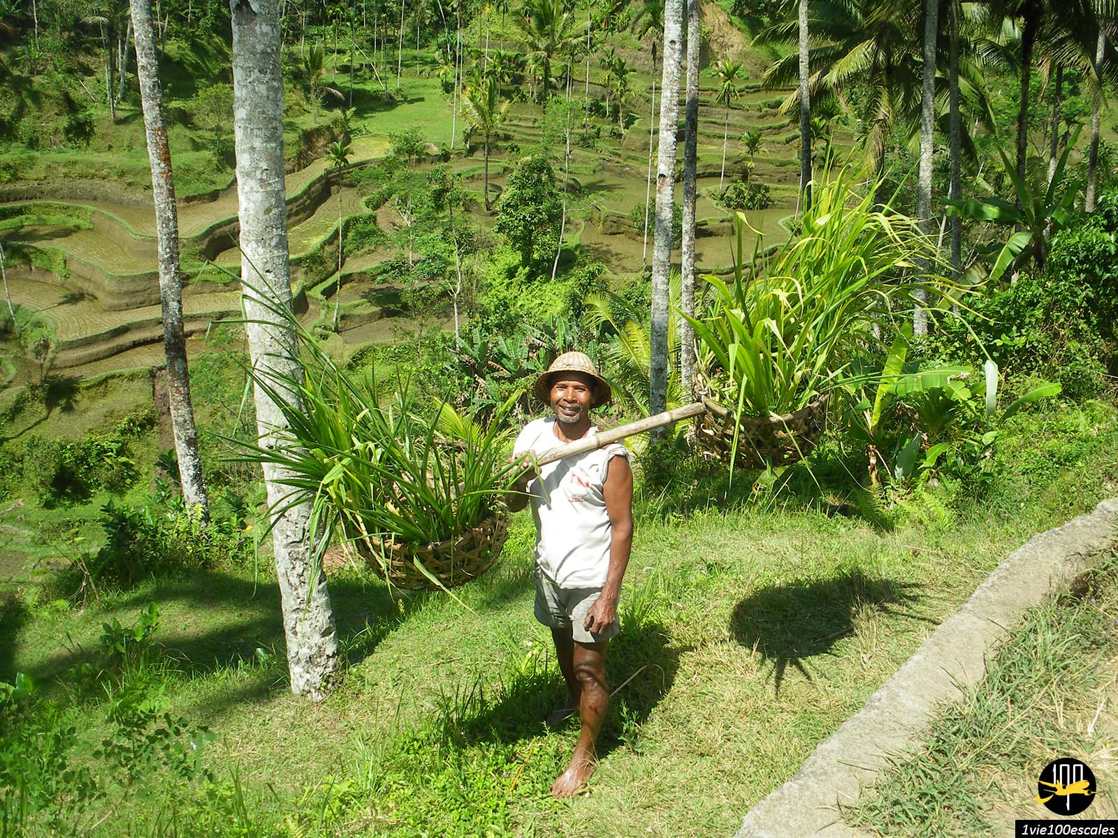 Plusieurs randonnées dans les rizières sont possibles à pied depuis Ubud à Bali