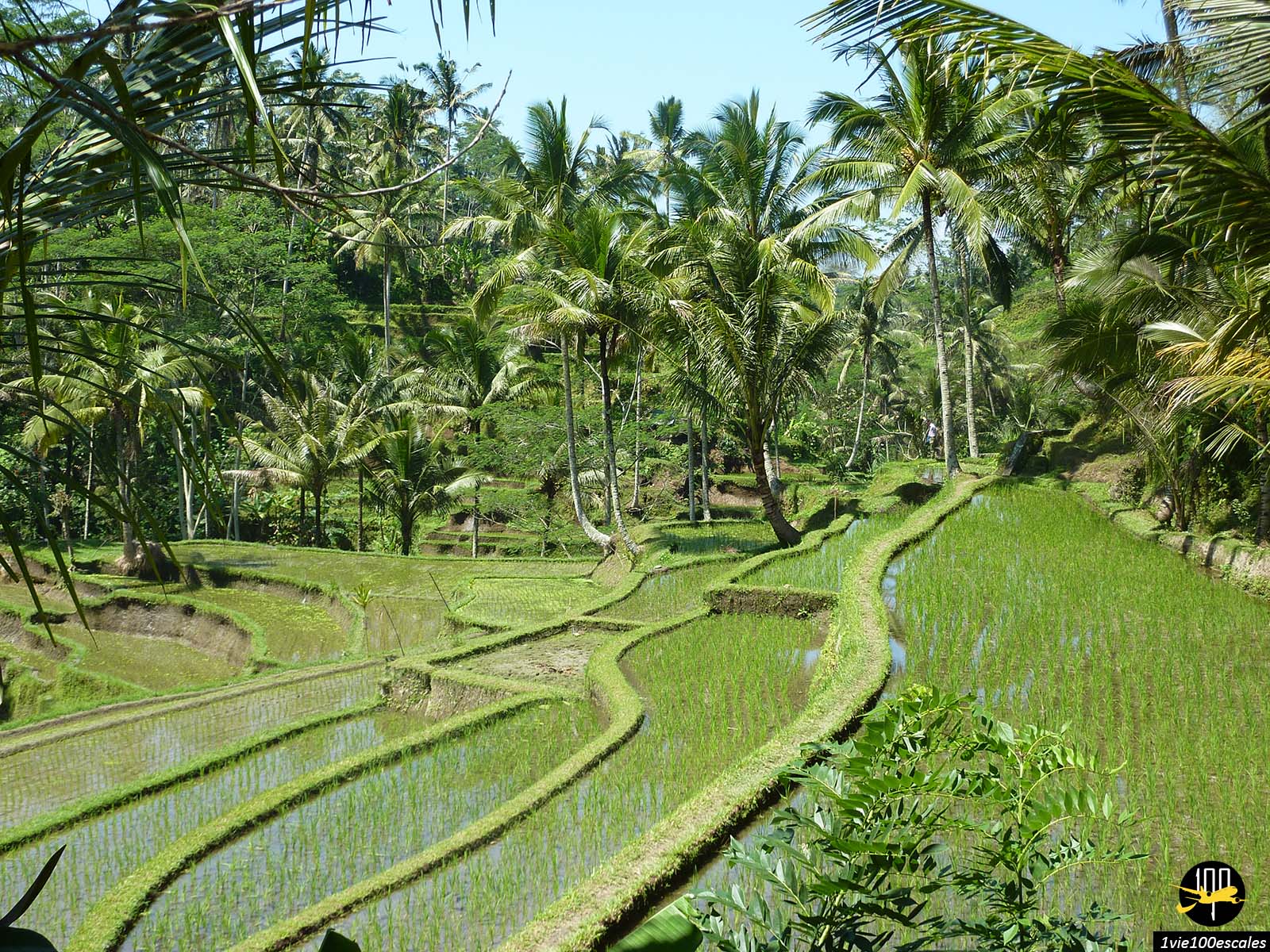 Dans la région d'Ubud, où bat le cœur artistique et culturel de Bali, les rizières ondulent en terrasses à flanc de collines