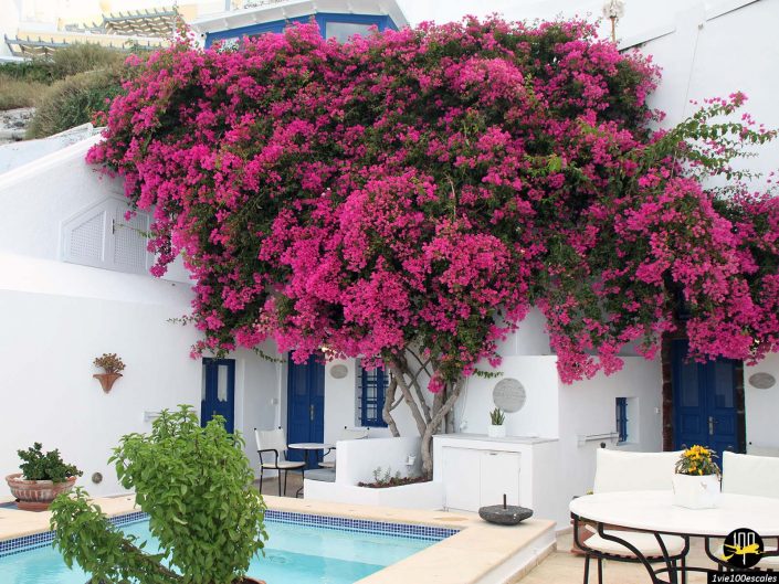 Une plante luxuriante de bougainvilliers en pleine floraison recouvre un bâtiment blanc aux portes et fenêtres bleues à Santorin en Grèce, entourant une cour avec une petite piscine et des meubles de patio.