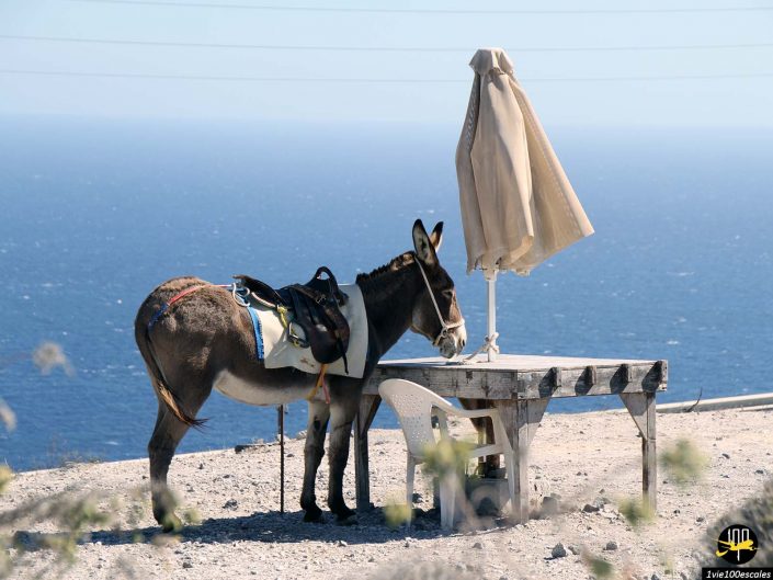 Un âne avec une selle est attaché à une table avec un parapluie près d'un paysage côtier, la mer et le ciel s'étendant en arrière-plan, à Santorin en Grèce.