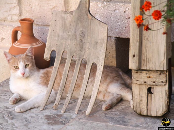Un chat beige et blanc se trouve sur un sol en pierre à côté d'une grande fourche en bois. A proximité, dans le cadre rustique de la Cappadoce, en Turquie, se trouvent une cruche en argile et une structure en bois ornée de petites fleurs rouges.