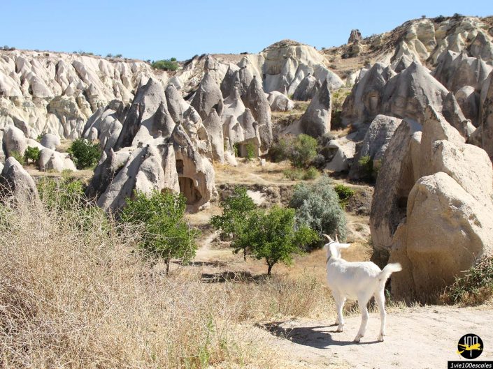 Une chèvre blanche se dresse sur un rebord rocheux surplombant un paysage de formations rocheuses uniques et pointues et d'une végétation clairsemée en Cappadoce en Turquie.