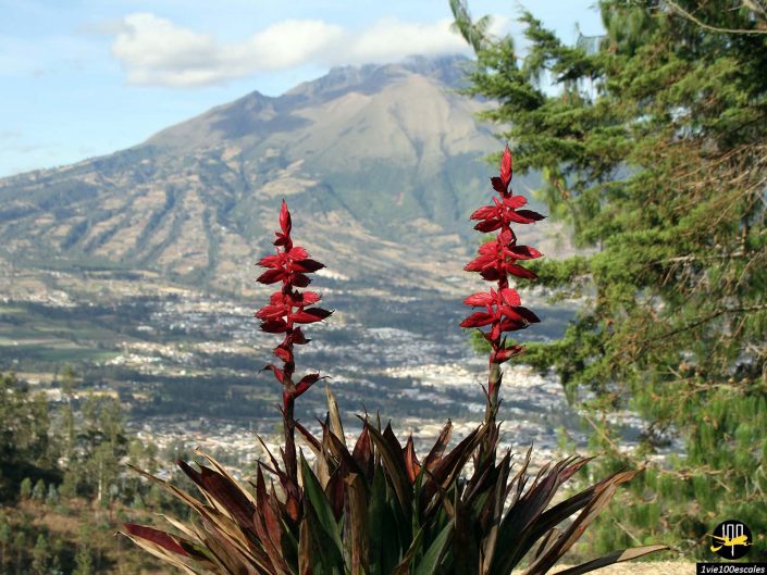 Plante à fleurs rouges au premier plan avec une vue lointaine sur une montagne et la ville d'Ibarra nichée dans la vallée de l'Équateur. Le ciel est partiellement nuageux.