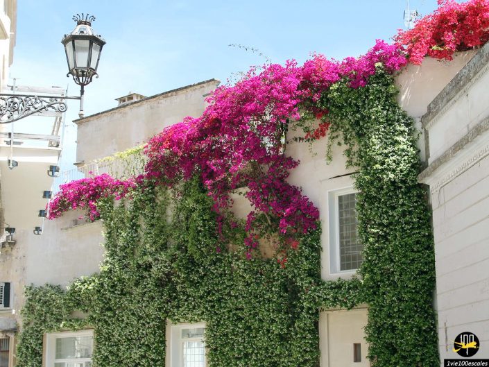 La façade d'un immeuble à Lecce, en Italie, est ornée de lierre vert luxuriant et de fleurs roses épanouies, sous un ciel bleu clair. Un lampadaire orné est monté sur le côté gauche.