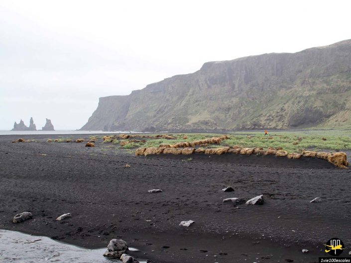 Plage de sable noir avec affleurements rocheux, végétation verte au loin et hautes falaises sous un ciel couvert à Islande.