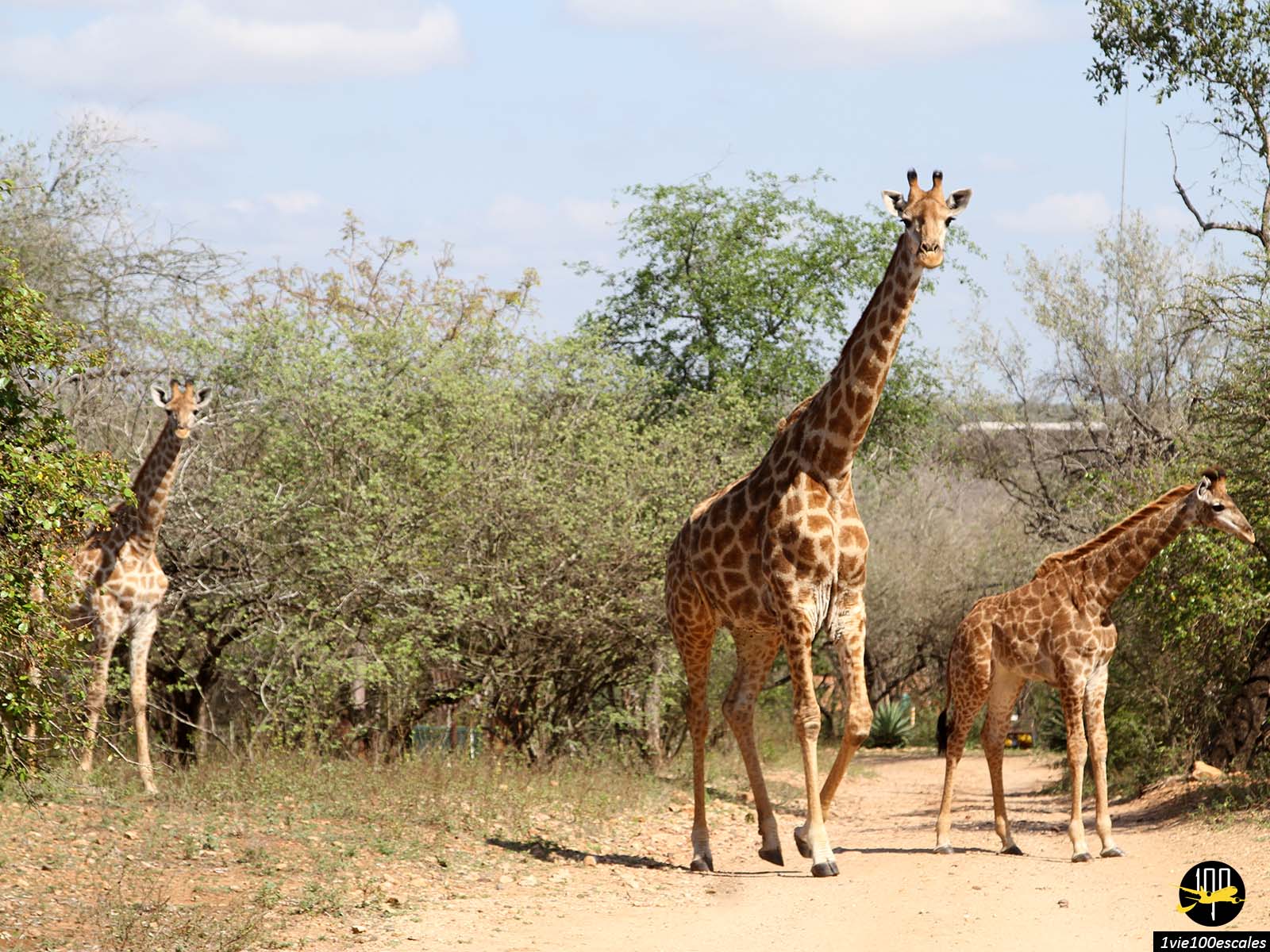 Parc Marloth : Quand les animaux sauvages viennent à vous