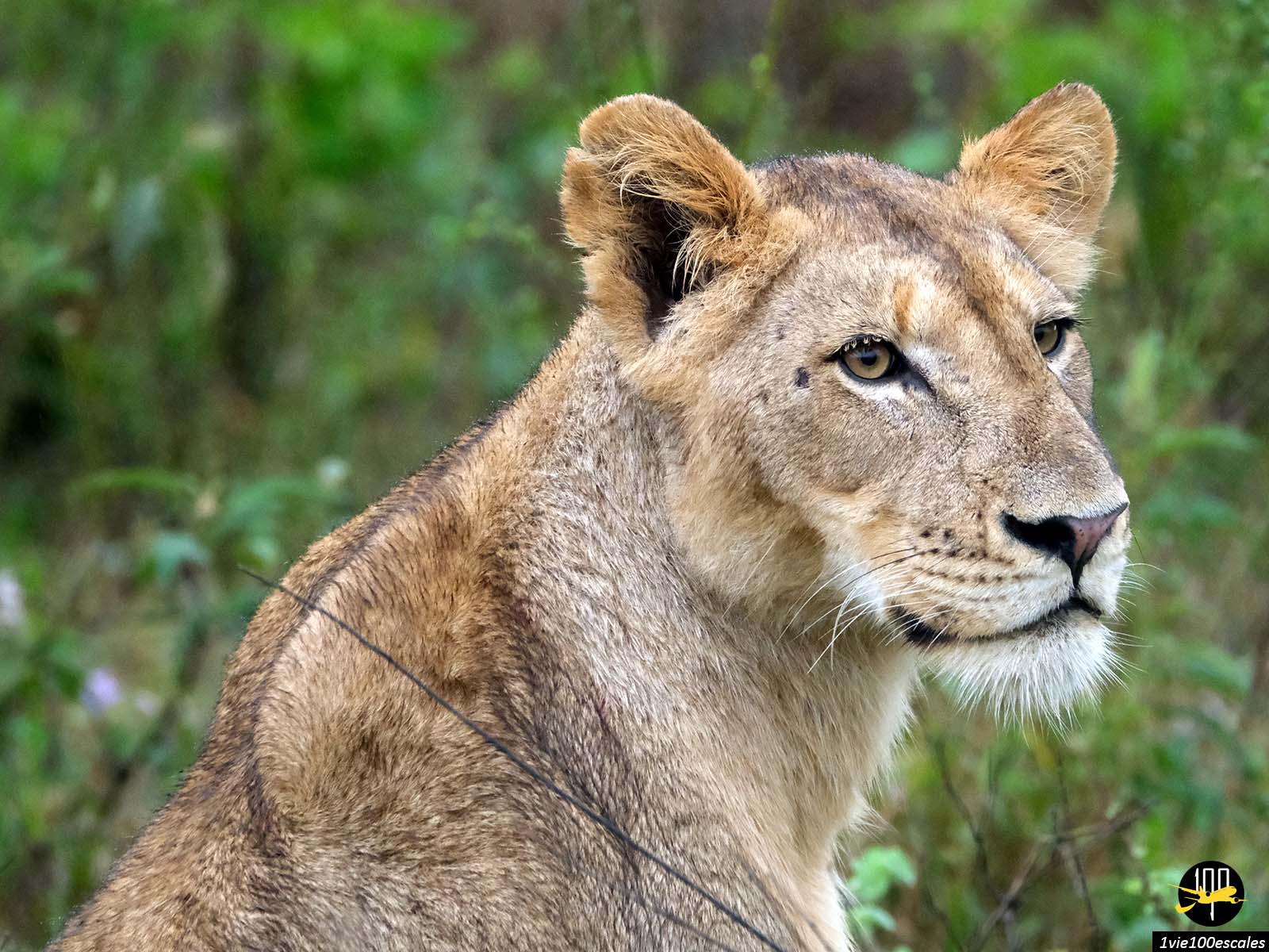 Parc Kruger : Le royaume des animaux sauvages